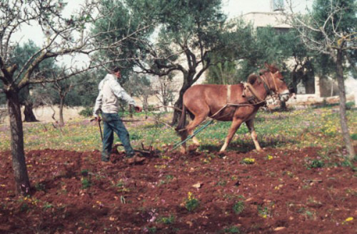 عود الحرث تراث حوارن في حراثة الأرض