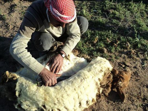جز صوف الأغنام... بين الفائدة الصحية والمردود الاقتصادي