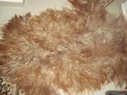 جلد الخروف بساط الفقراء وزينة الأغنياء